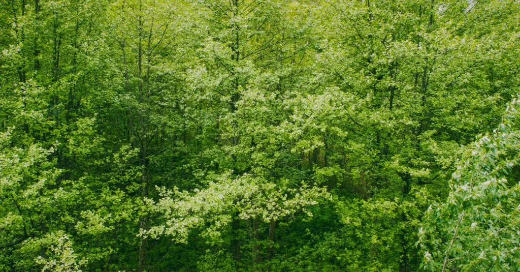 découvrez les toitures végétalisées, une solution écologique et esthétique pour améliorer l'isolation, favoriser la biodiversité et réduire l'empreinte carbone de votre bâtiment.