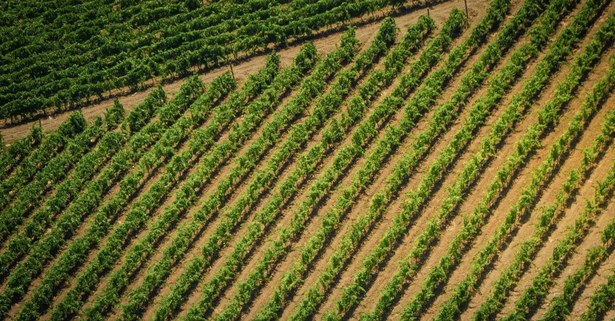 découvrez l'agriculture écologique, une méthode respectueuse de l'environnement qui favorise la biodiversité, préserve les ressources naturelles et produit des aliments sains et durables.