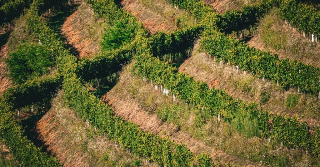 découvrez les pratiques de l'agriculture écologique pour préserver l'environnement, améliorer la qualité des sols et promouvoir une production alimentaire durable.